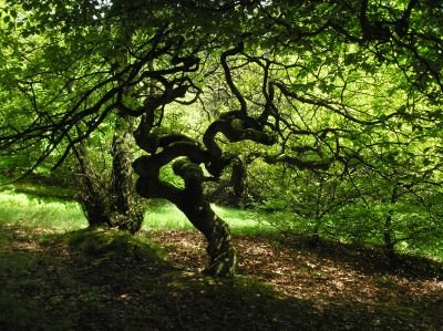Trees
