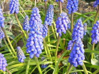grape hyacynth