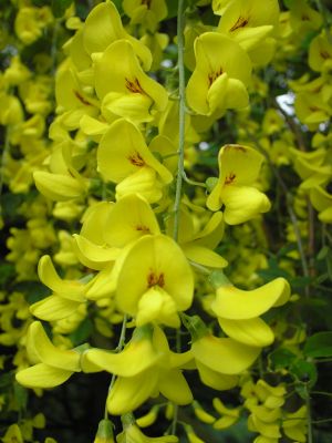 laburnum